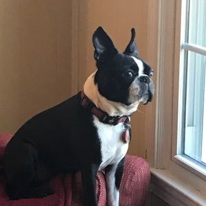 Meet your Posher, Suzette